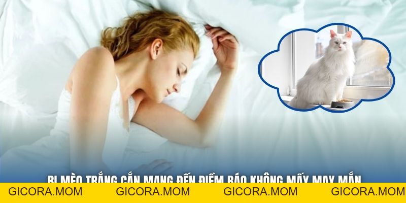 Mơ Thấy Mèo Trắng Có Ý Nghĩa Gì, Nên Đánh Cặp Lô Nào? - GICORA.MOM