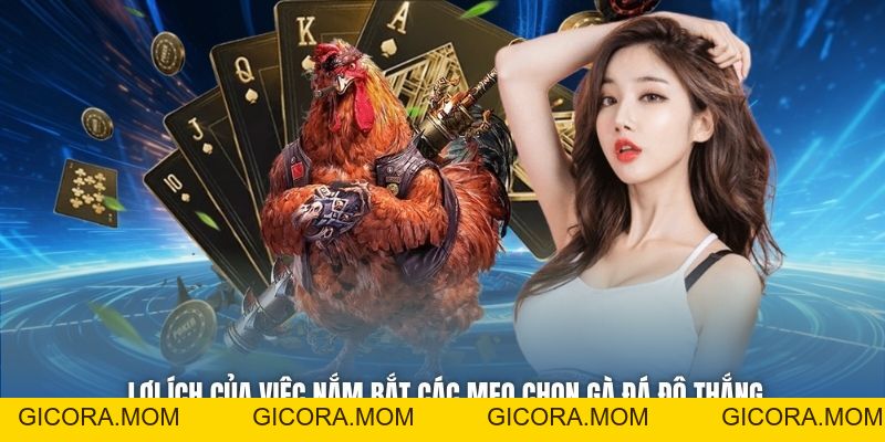 Mẹo Chọn Gà Đá Độ Thắng Lớn - Lựa Kê Chuẩn Cùng Cao Thủ - GICORA.MOM