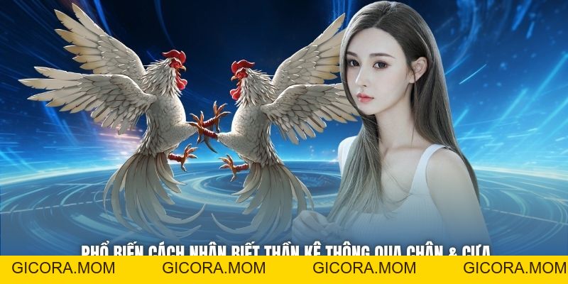 Mẹo Chọn Gà Đá Độ Thắng Lớn - Lựa Kê Chuẩn Cùng Cao Thủ - GICORA.MOM