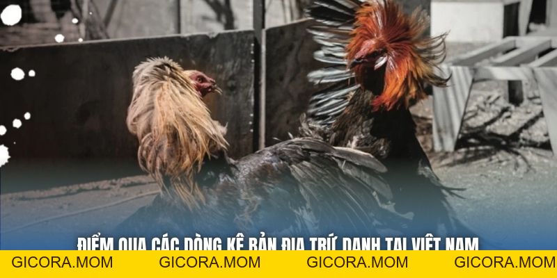 Gà Đá Bản Địa | Nét Đẹp Tinh Hoa Của Chiến Kê Việt - GICORA.MOM