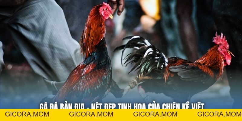 Gà Đá Bản Địa | Nét Đẹp Tinh Hoa Của Chiến Kê Việt - GICORA.MOM
