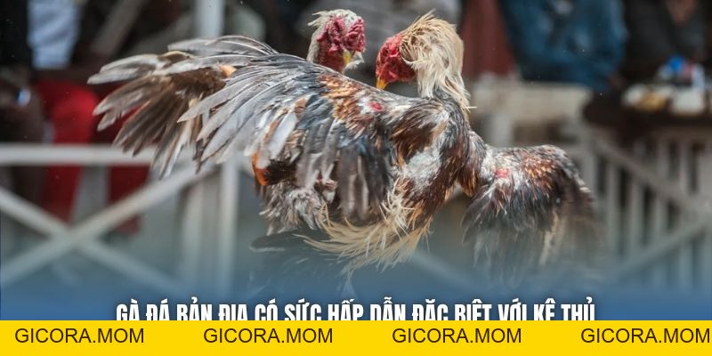 Gà Đá Bản Địa | Nét Đẹp Tinh Hoa Của Chiến Kê Việt - GICORA.MOM