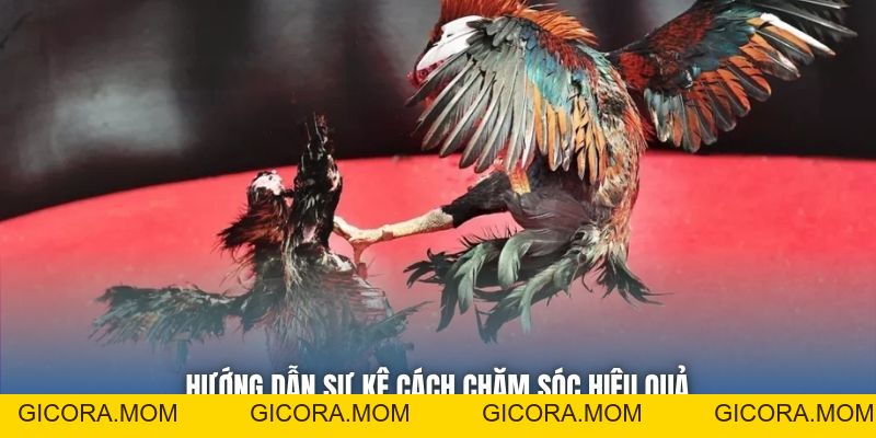 Gà Đá Bản Địa | Nét Đẹp Tinh Hoa Của Chiến Kê Việt - GICORA.MOM