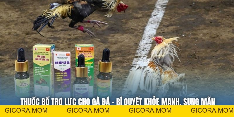 Thuốc Bổ Trợ Lực Cho Gà Đá - Bí Quyết Khỏe Mạnh, Sung Mãn - GICORA.MOM