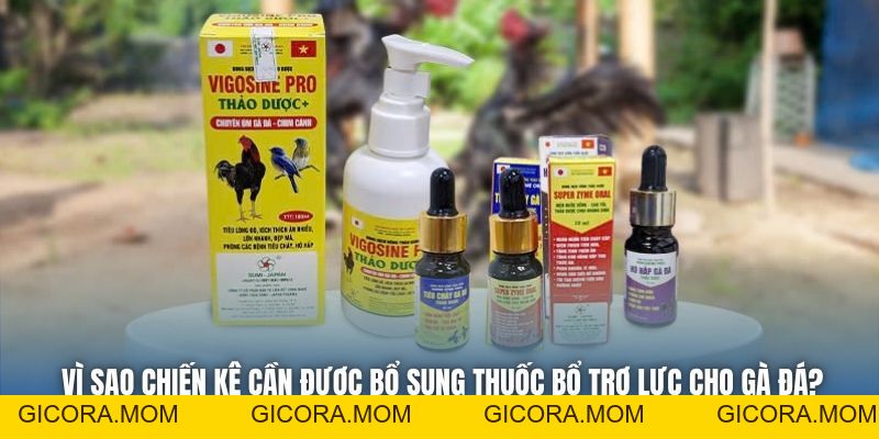 Thuốc Bổ Trợ Lực Cho Gà Đá - Bí Quyết Khỏe Mạnh, Sung Mãn - GICORA.MOM