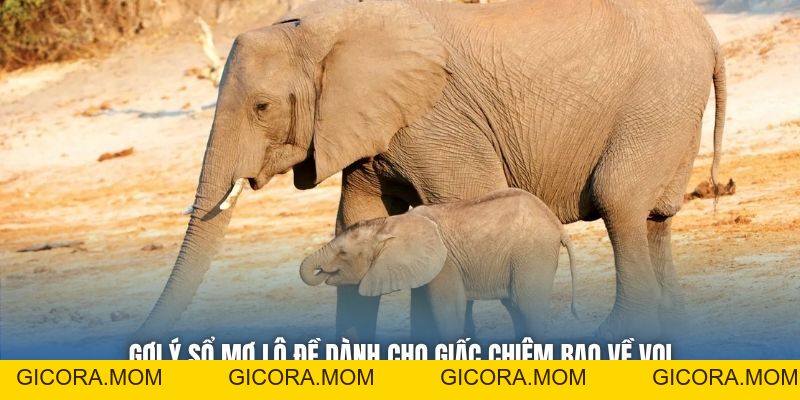 Mơ Thấy Voi Là Điềm Lành Hay Vận Hạn Cho Bet Thủ? - GICORA.MOM