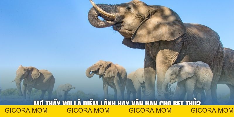 Mơ Thấy Voi Là Điềm Lành Hay Vận Hạn Cho Bet Thủ? - GICORA.MOM
