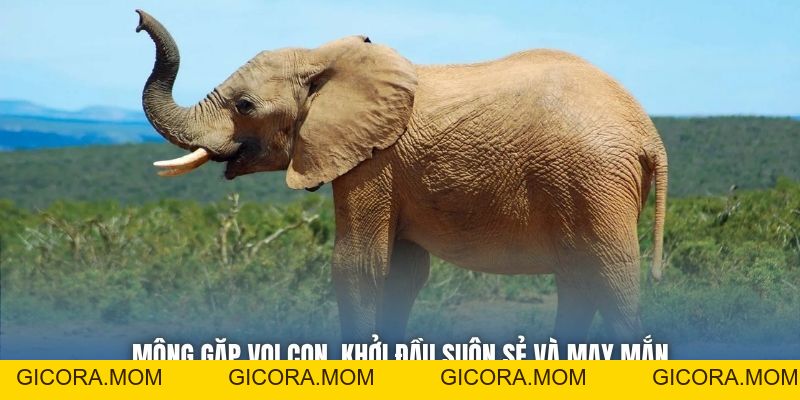 Mơ Thấy Voi Là Điềm Lành Hay Vận Hạn Cho Bet Thủ? - GICORA.MOM