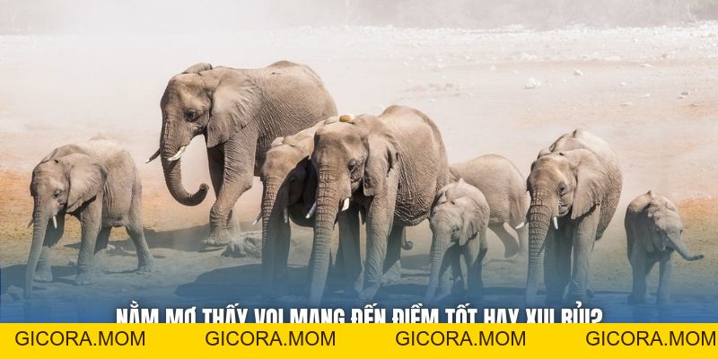 Mơ Thấy Voi Là Điềm Lành Hay Vận Hạn Cho Bet Thủ? - GICORA.MOM