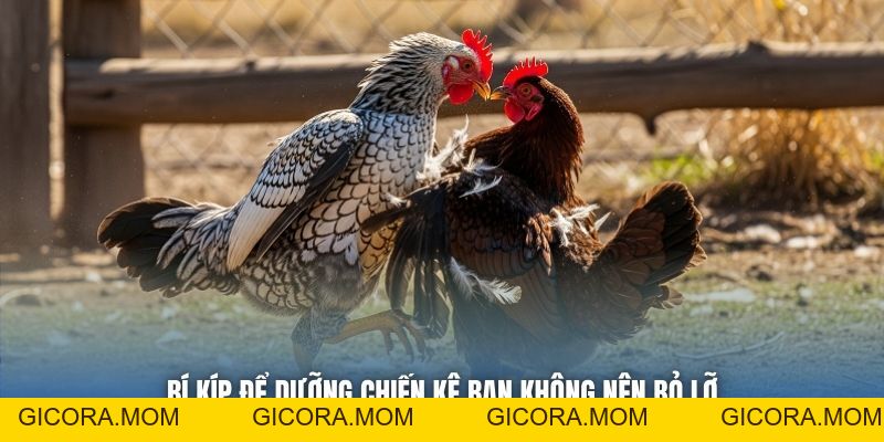 Vảy Lạc Diệp - Bí Ẩn Của Bộ Giáp Hiếm Trên Gà Chọi - GICORA.MOM