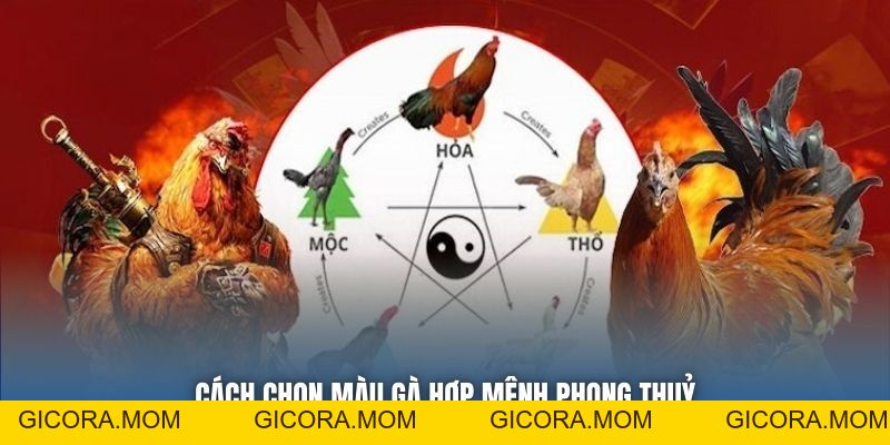 Màu Mạng Gà Đá Theo Ngũ Hành - Bí Quyết Tăng Tỷ Lệ Thắng - GICORA.MOM
