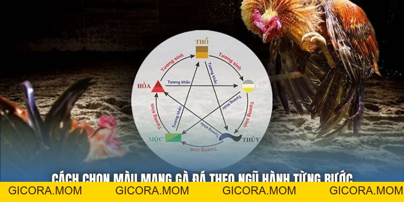 Màu Mạng Gà Đá Theo Ngũ Hành - Bí Quyết Tăng Tỷ Lệ Thắng - GICORA.MOM