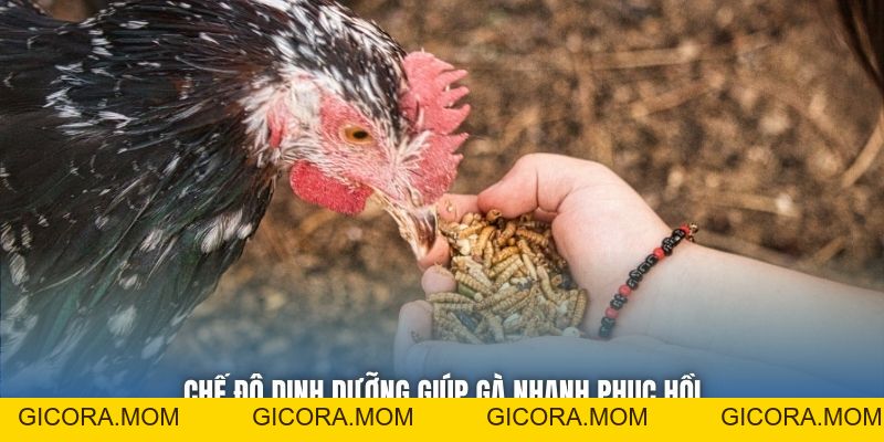 Kỹ Thuật Dưỡng Gà Đá Giúp Chiến Kê Khỏe Mạnh, Sung Mãn - GICORA.MOM