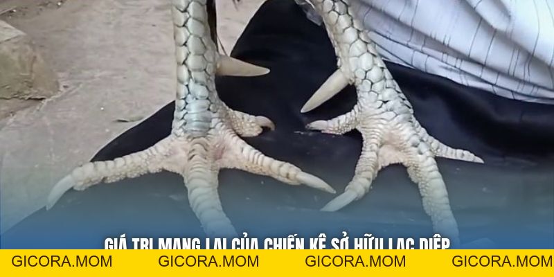 Vảy Lạc Diệp - Bí Ẩn Của Bộ Giáp Hiếm Trên Gà Chọi - GICORA.MOM