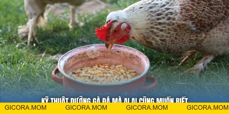 Kỹ Thuật Dưỡng Gà Đá Giúp Chiến Kê Khỏe Mạnh, Sung Mãn - GICORA.MOM