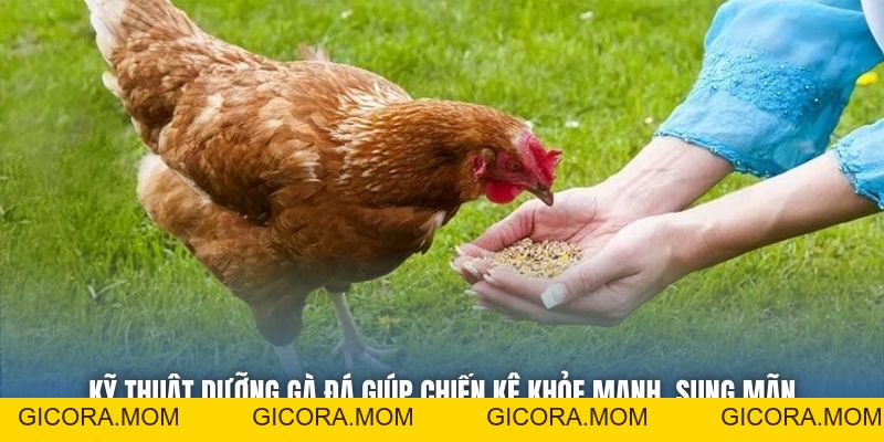 Kỹ Thuật Dưỡng Gà Đá Giúp Chiến Kê Khỏe Mạnh, Sung Mãn - GICORA.MOM