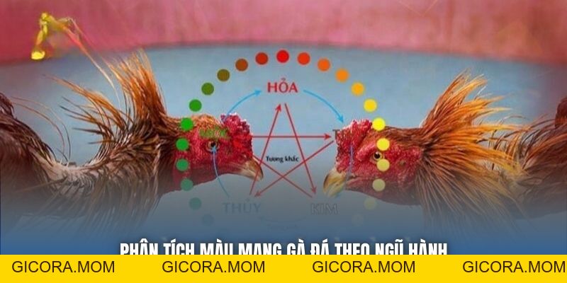 Màu Mạng Gà Đá Theo Ngũ Hành - Bí Quyết Tăng Tỷ Lệ Thắng - GICORA.MOM