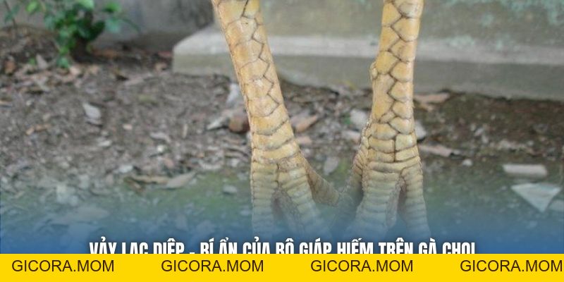 Vảy Lạc Diệp - Bí Ẩn Của Bộ Giáp Hiếm Trên Gà Chọi - GICORA.MOM