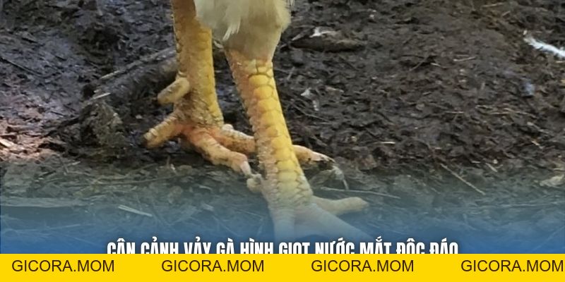 Toàn Tập Cách Nhận Biết Gà Vảy Giọt Lệ Cho Sư Kê Mới Bắt Đầu - GICORA.MOM