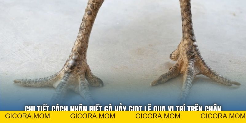 Toàn Tập Cách Nhận Biết Gà Vảy Giọt Lệ Cho Sư Kê Mới Bắt Đầu - GICORA.MOM