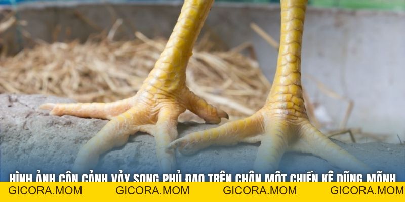 Vảy Song Phủ Đao Thắng Hay Thua? Lời Giải Đáp Từ Chuyên Gia - GICORA.MOM