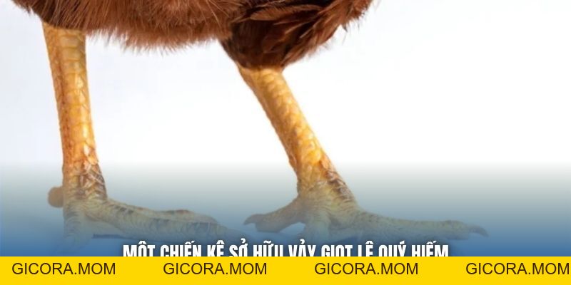 Toàn Tập Cách Nhận Biết Gà Vảy Giọt Lệ Cho Sư Kê Mới Bắt Đầu - GICORA.MOM