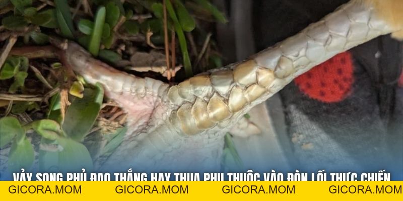 Vảy Song Phủ Đao Thắng Hay Thua? Lời Giải Đáp Từ Chuyên Gia - GICORA.MOM