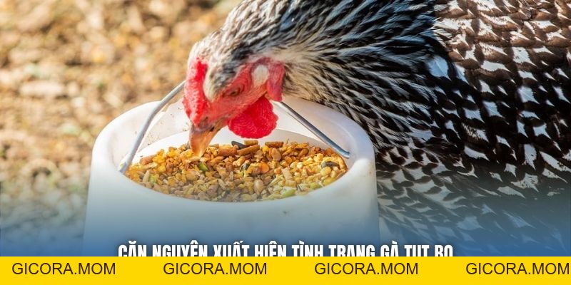Chăm Sóc Gà Bị Tụt Bo - Bí Quyết Hồi Phục Thể Trạng Chiến Kê - GICORA.MOM