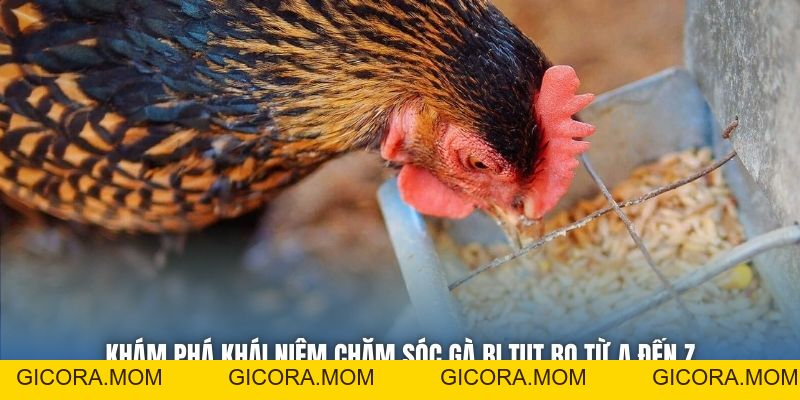 Chăm Sóc Gà Bị Tụt Bo - Bí Quyết Hồi Phục Thể Trạng Chiến Kê - GICORA.MOM