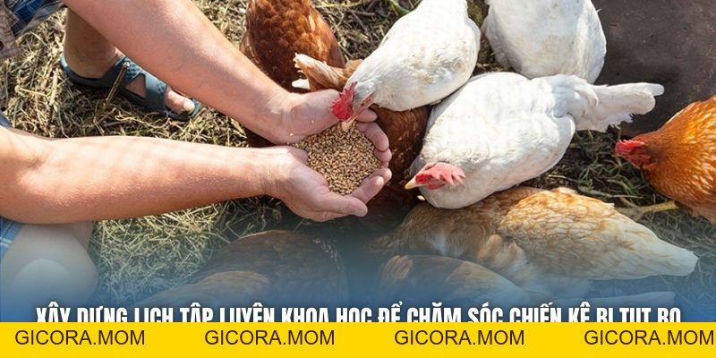 Chăm Sóc Gà Bị Tụt Bo - Bí Quyết Hồi Phục Thể Trạng Chiến Kê - GICORA.MOM