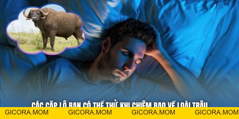 Nằm Mơ Thấy Trâu Báo Điềm Gì? Giải Mã Chiêm Bao Chi Tiết - GICORA.MOM
