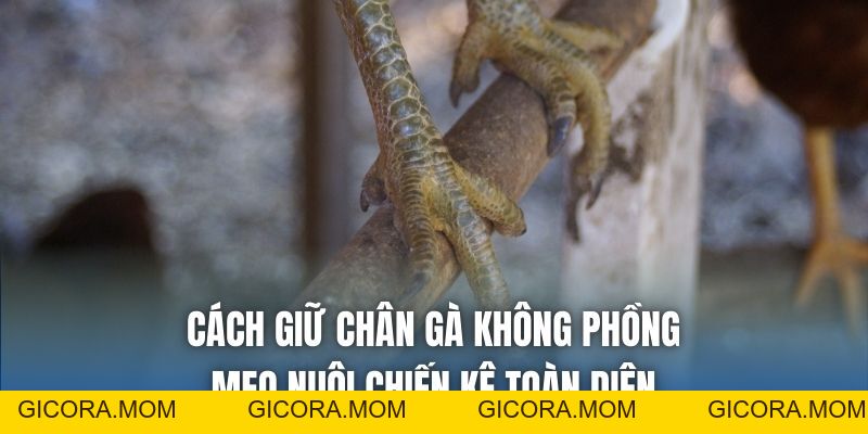 Cách Giữ Chân Gà Không Phồng - Mẹo Nuôi Chiến Kê Toàn Diện - GICORA.MOM