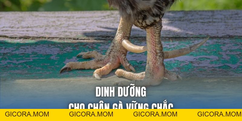 Cách Giữ Chân Gà Không Phồng - Mẹo Nuôi Chiến Kê Toàn Diện - GICORA.MOM
