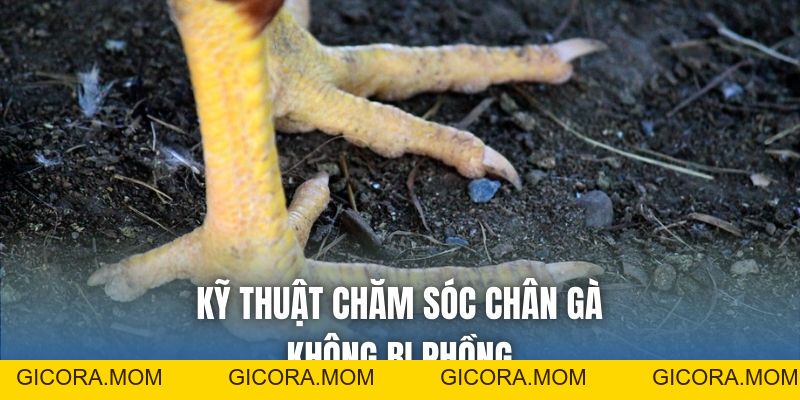 Cách Giữ Chân Gà Không Phồng - Mẹo Nuôi Chiến Kê Toàn Diện - GICORA.MOM