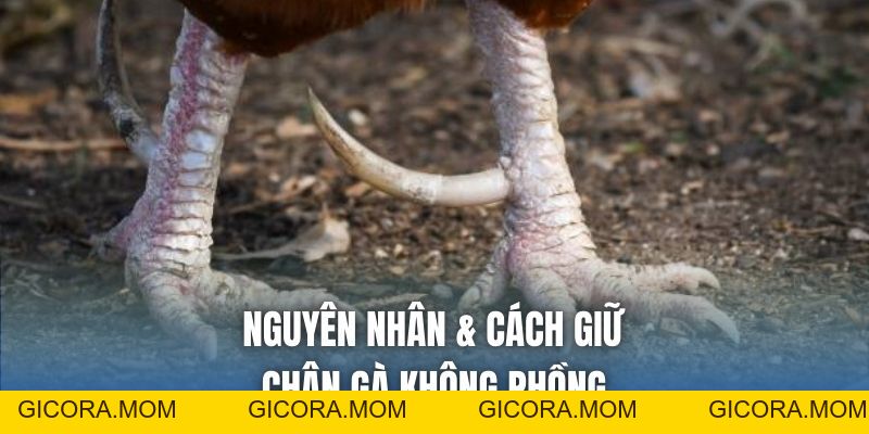 Cách Giữ Chân Gà Không Phồng - Mẹo Nuôi Chiến Kê Toàn Diện - GICORA.MOM