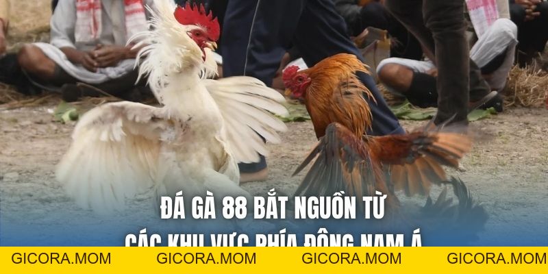 Đá Gà 88 Là Gì? Thưởng Thức Chọi Kê Online Sống Động - GICORA.MOM