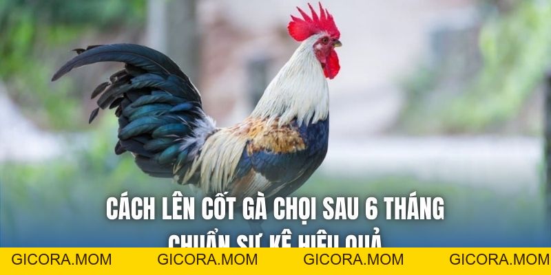 Cách Lên Cốt Gà Chọi Sau 6 Tháng Chuẩn Sư Kê Hiệu Quả - GICORA.MOM