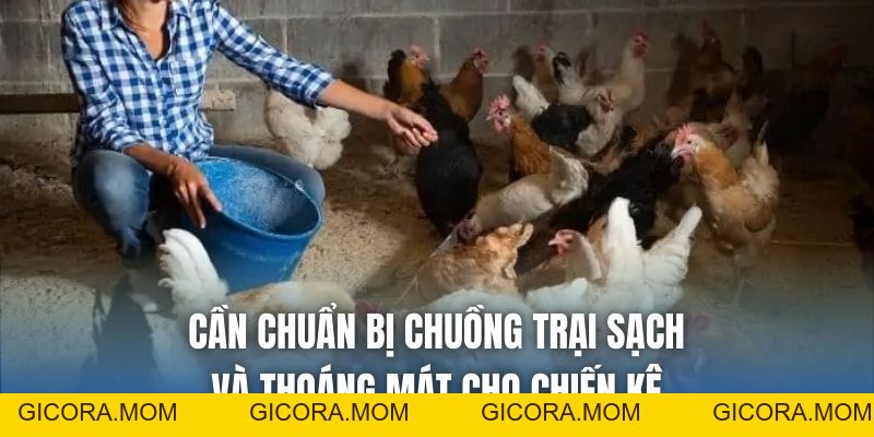 Cách Lên Cốt Gà Chọi Sau 6 Tháng Chuẩn Sư Kê Hiệu Quả - GICORA.MOM