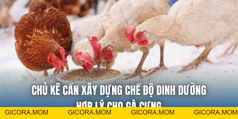 Cách Lên Cốt Gà Chọi Sau 6 Tháng Chuẩn Sư Kê Hiệu Quả - GICORA.MOM