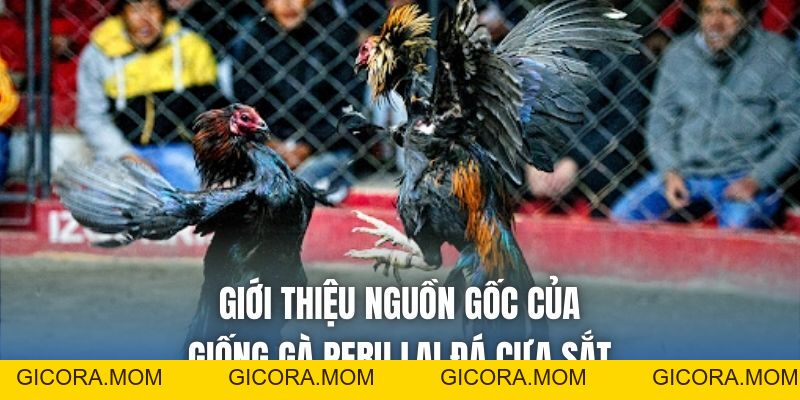 Giống Gà Peru Lai Đá Cựa Sắt – Đặc Điểm & Cách Nuôi Hiệu Quả - GICORA.MOM