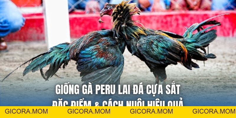 Giống Gà Peru Lai Đá Cựa Sắt – Đặc Điểm & Cách Nuôi Hiệu Quả - GICORA.MOM