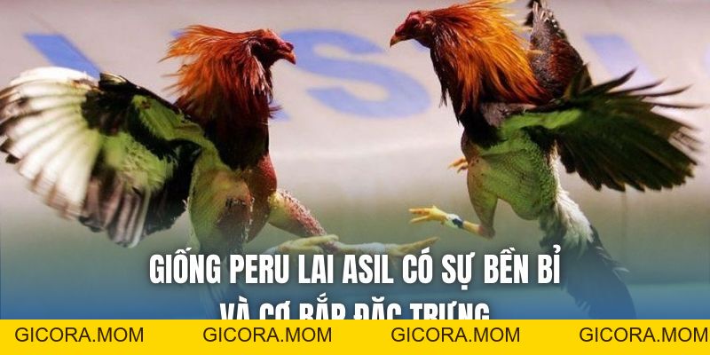 Giống Gà Peru Lai Đá Cựa Sắt – Đặc Điểm & Cách Nuôi Hiệu Quả - GICORA.MOM
