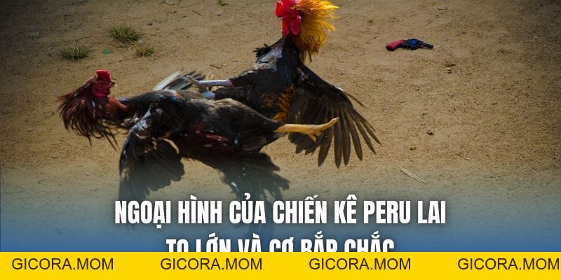Giống Gà Peru Lai Đá Cựa Sắt – Đặc Điểm & Cách Nuôi Hiệu Quả - GICORA.MOM