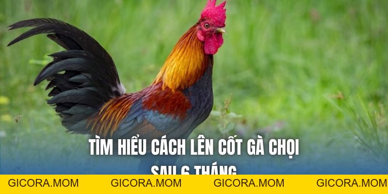 Cách Lên Cốt Gà Chọi Sau 6 Tháng Chuẩn Sư Kê Hiệu Quả - GICORA.MOM