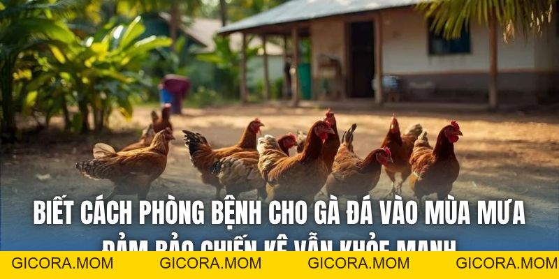 Phòng Bệnh Cho Gà Đá Vào Mùa Mưa Đúng Chuẩn Nhất 2026 - GICORA.MOM