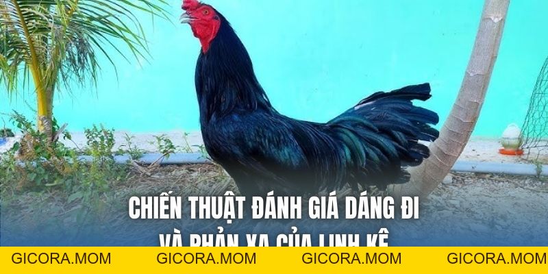 Gà Ô Chân Trắng Có Tốt Không? Cách Nhận Biết Chuẩn - GICORA.MOM