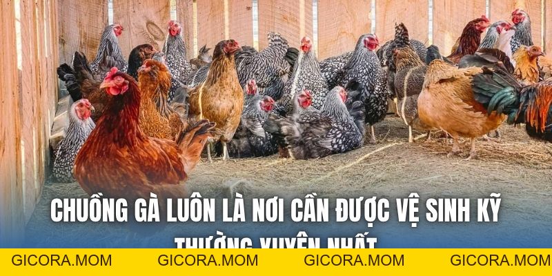 Phòng Bệnh Cho Gà Đá Vào Mùa Mưa Đúng Chuẩn Nhất 2026 - GICORA.MOM