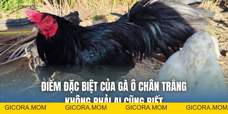 Gà Ô Chân Trắng Có Tốt Không? Cách Nhận Biết Chuẩn - GICORA.MOM