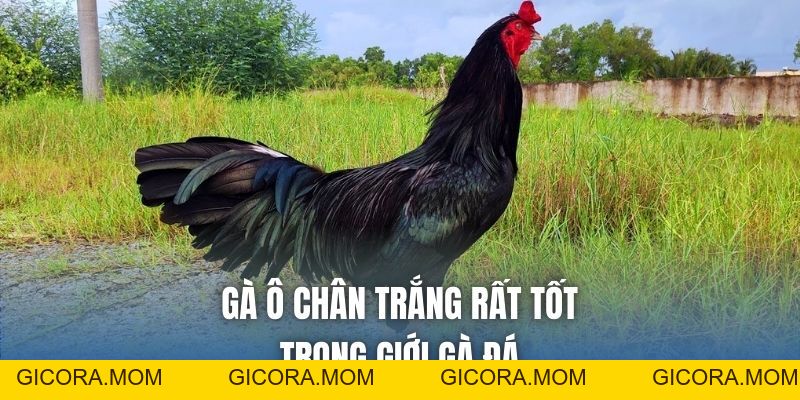 Gà Ô Chân Trắng Có Tốt Không? Cách Nhận Biết Chuẩn - GICORA.MOM