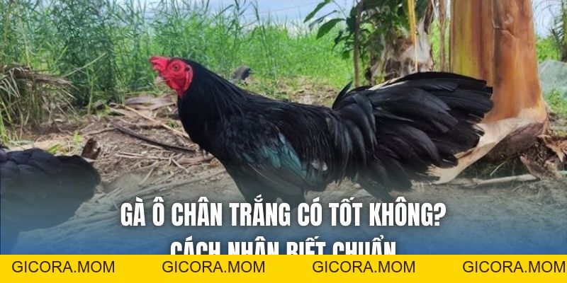 Gà Ô Chân Trắng Có Tốt Không? Cách Nhận Biết Chuẩn - GICORA.MOM